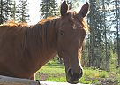 Quarter Horse - Horse for Sale in Williams Lake, V0L1G0 Quarter Horse - Horse for Sale in Williams Lake, V0L1G0