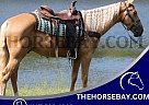 Rocky Mountain - Horse for Sale in Tompkinsville, KY 42166 Rocky Mountain - Horse for Sale in Tompkinsville, KY 42166