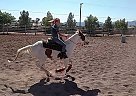 Paint Mare for Sale in Panguitch, Utah Paint Mare for Sale in Panguitch, Utah