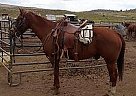 Rope/ Ranch Gelding Sundance