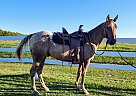 Rusty - Gelding in Bemidji, MN Rusty - Gelding in Bemidji, MN