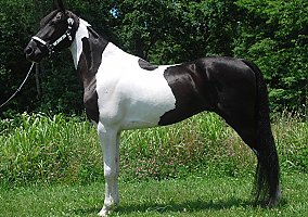 Spotted Saddle Horse (Spotted Saddle Horse, Gelding) in Los Angeles, CA