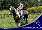 Spotted Saddle - Horse for Sale in Tompkinsville, KY 42166