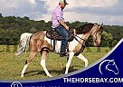 Spotted Saddle - Horse for Sale in Whitley City, KY 42634