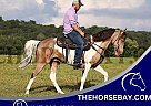 Spotted Saddle - Horse for Sale in Whitley City, KY 42634 Spotted Saddle - Horse for Sale in Whitley City, KY 42634
