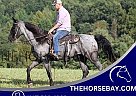 Tennessee Walking - Horse for Sale in Whitley City, KY 42634