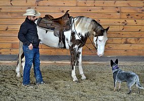 Tennessee Walking Horse (Tennessee Walking Horse, Gelding) in Los Angeles, CA