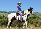 Tennessee Walking - Horse for Sale in Paradise, UT 84328 Tennessee Walking - Horse for Sale in Paradise, UT 84328