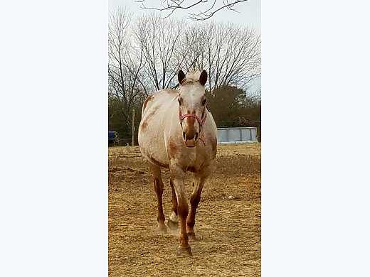Walkaloosa red Roan Mare