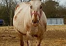 Walkaloosa - Horse for Sale in Dahlonega, GA 30533 Walkaloosa - Horse for Sale in Dahlonega, GA 30533