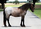 Pony - Horse for Sale in Los Angeles, CA 90001