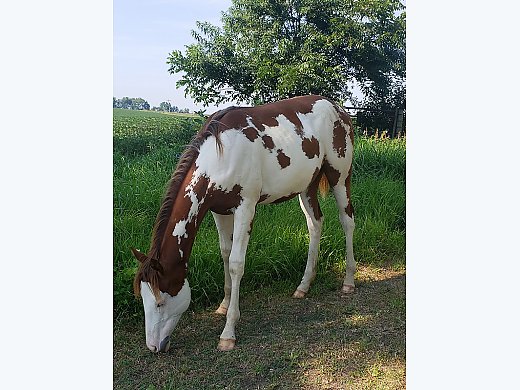Yearling