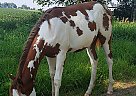 Paint - Horse for Sale in Baldwin, IA 52207