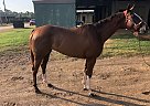 Cool sis - Mare in Bossier City, LA Cool sis - Mare in Bossier City, LA
