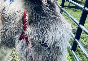 Donkey (Donkey, Stallion) in Stockton, NJ