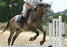 Beautiful Grey Jumper TB Thoroughbred Stallion