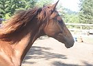 Akhal Teke/Mustang Filly Akhal Teke Mare