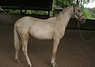 Akhal Teke/Mustang Palomino Colt Akhal Teke Stallion