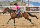 Quarter Horse - Horse for Sale in Walden, CO 80430