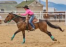 Quarter Horse - Horse for Sale in Walden, CO 80430 Quarter Horse - Horse for Sale in Walden, CO 80430