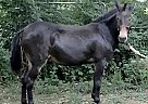 Mule - Horse for Sale in Elmwood, IL 61529 Mule - Horse for Sale in Elmwood, IL 61529