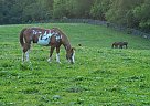 Other - Horse for Sale in Lexington, KY 40509 Other - Horse for Sale in Lexington, KY 40509
