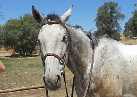 Thoroughbred (Thoroughbred, Stallion) in Friant, CA