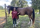 Tennessee Walking - Horse for Sale in Gardendale, AL 35071