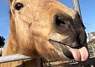 Draft - Horse for Sale in San Diego, CA 92154 Draft - Horse for Sale in San Diego, CA 92154