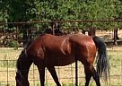 Boomer - Gelding in Lipan, TX Boomer - Gelding in Lipan, TX
