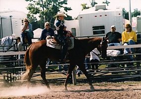 Great Youth Horse / Beginner Horse Package Quarter Horse Gelding