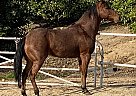 Tyson - Gelding in Moorpark, CA Tyson - Gelding in Moorpark, CA