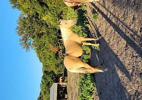 Mustang (Mustang, Mare) in Corsicana, TX