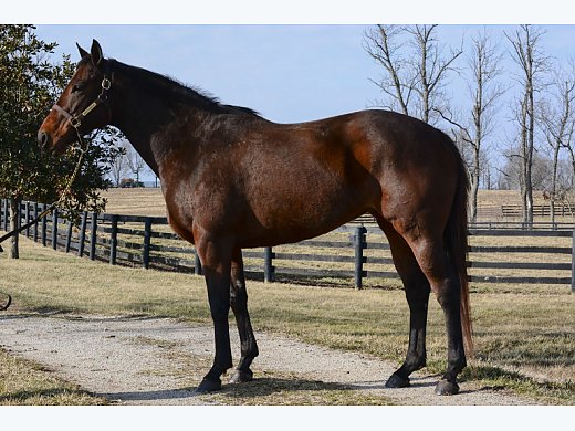 Nice Black Type Mare