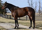 Thoroughbred - Horse for Sale in Georgetown, KY 40324