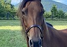 Paso Fino - Horse for Sale in Clermont, GA 30527 Paso Fino - Horse for Sale in Clermont, GA 30527
