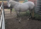 Concho - Mare in Lipan, TX Concho - Mare in Lipan, TX