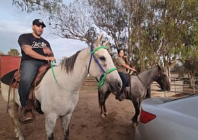 Quarter Horse (Quarter Horse, Mare) in San Diego, CA