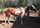 Paint Mare for Sale in Hegins, Pennsylvania Paint Mare for Sale in Hegins, Pennsylvania