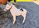 Miniature - Horse for Sale in Fultonville, NY 12072 Miniature - Horse for Sale in Fultonville, NY 12072
