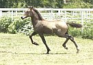 Andalusian - Horse for Sale in Roane, TX 75109 Andalusian - Horse for Sale in Roane, TX 75109