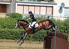 Experienced Eventer Warmblood Gelding