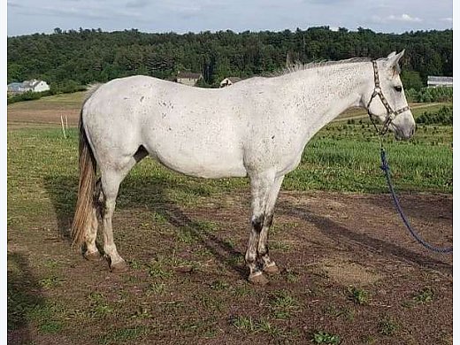 9 Y/O Grey TB Mare