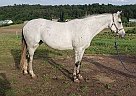 Thoroughbred - Horse for Sale in West Grove, PA 19390