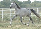 Andalusian - Horse for Sale in Roane, TX 75109 Andalusian - Horse for Sale in Roane, TX 75109