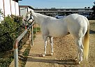 APHA Horse Juniper BB