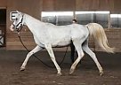 Arabian - Horse for Sale in Duluth, MN 55803 Arabian - Horse for Sale in Duluth, MN 55803