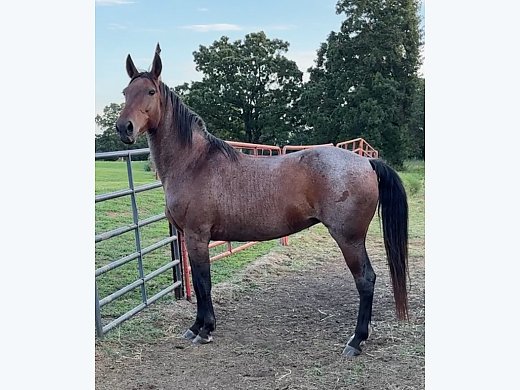 BAY Roan Missouri FOX Trotter