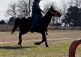 Missouri Fox Trotter (Missouri Fox Trotter, Mare) in Kellyville, OK