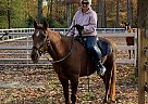 Davey - Gelding in Cottrellvillle, MI Davey - Gelding in Cottrellvillle, MI